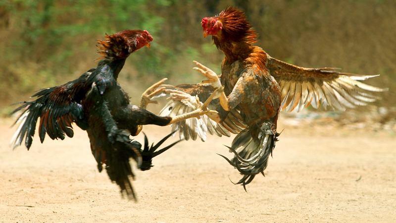BK8 Cockfighting – The Ultimate Online Arena for Passionate Gamers